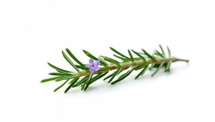 Fototapeta premium Rosemary sprig featuring flowers, isolated against a white background, culinary herb for flavor enhancement