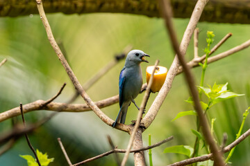 Blue-Gray Tanager Feeding on Fruit in a Tropical Garden