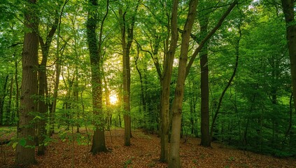 Fototapeta premium View of an ancient beech forest with sunlight filtering through, showcasing the lush greenery and summer atmosphere, seasonal change