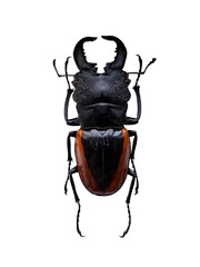 Giant tropical stag beetle Odontolabis stevensi isolated against white background showcasing its unique features and coloration