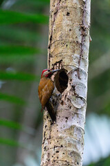 Golden-olive woodpecker excavating a nesting cavity in a tropical rainforest tree