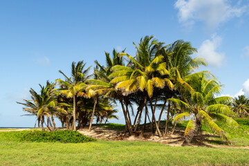 Coastal Wetland and Palm Trees at Long Pond Nature Reserve, Barbados