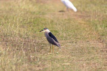 Black-crowned night heron standing in grassy wetland in Tobago