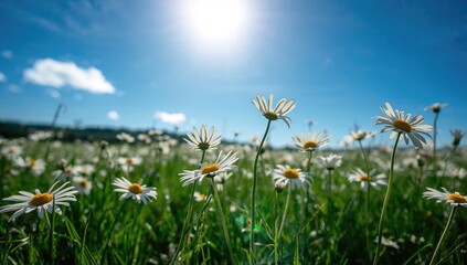Obraz premium Sunshine and blue skies illuminating white daisies, seasonal change