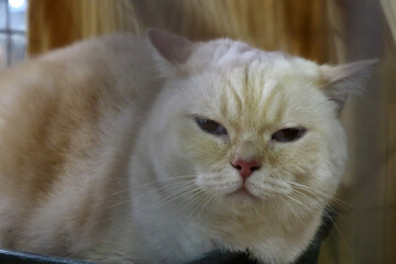 Cat at a cat show