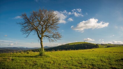 Fototapeta premium Pathway on the Vercors plateau with a tree in the foreground, showcasing natural beauty, erosion risk
