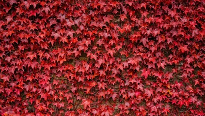 Layered red Boston ivy climbs the wall, its vibrant leaves signify seasonal change, Autumn