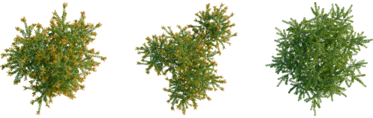 Berberis darwinii tree plan, top view, cutout, transparent background, isolate, Three lush trees with vibrant leaves overhead view for landscaping designs