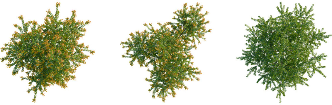 Berberis darwinii tree plan, top view, cutout, transparent background, isolate, Three lush trees with vibrant leaves overhead view for landscaping designs