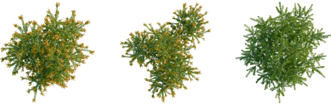 Berberis darwinii tree plan, top view, cutout, transparent background, isolate, Three lush trees with vibrant leaves overhead view for landscaping designs
