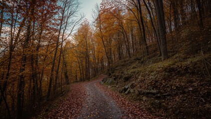 Obraz premium Pathway through a wooded area on a steep incline, erosion risk