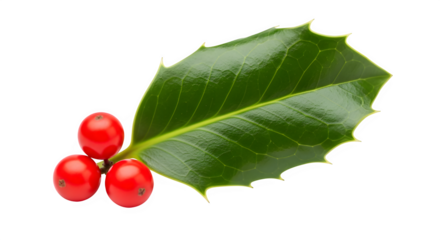 Classic Christmas holly sprig with bright red berries and green leaves