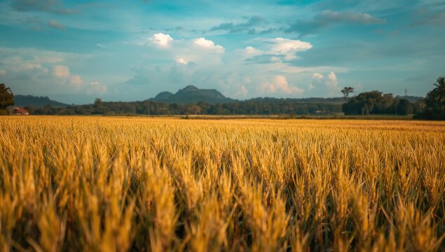 Lush Paddy Rice Fields, showcasing agricultural abundance, Earth Day