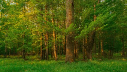 Collection of trees in a forest park creating a soft-focus backdrop, ideal for editorial use