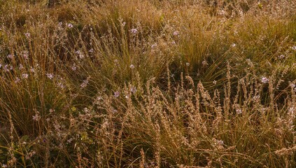 Mixed brown and green grassy patches