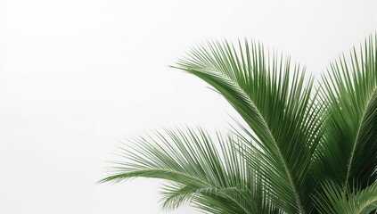 White backdrop featuring lush green palm leaves, ideal for editorial header background