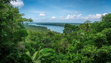 Tropical forests have a significant capacity for carbon dioxide absorption, environmental preservation