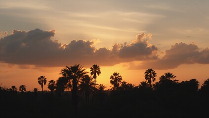 Silhouette of palm trees against a cloudy sky at sunrise, highlighting seasonal change