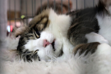 Gatto delle Foreste Norvegesi