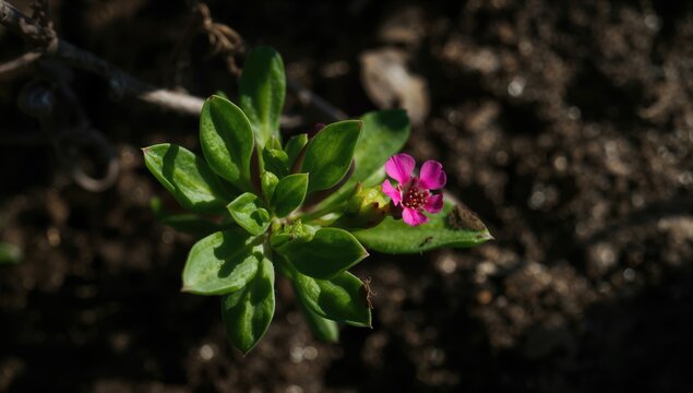 Purslane, a fiber-dense choice for healthy eating