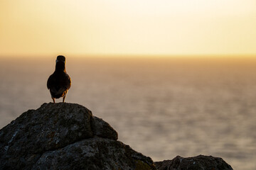 Atlantic puffin, Fratercula arctica, standing on a rock at sunset