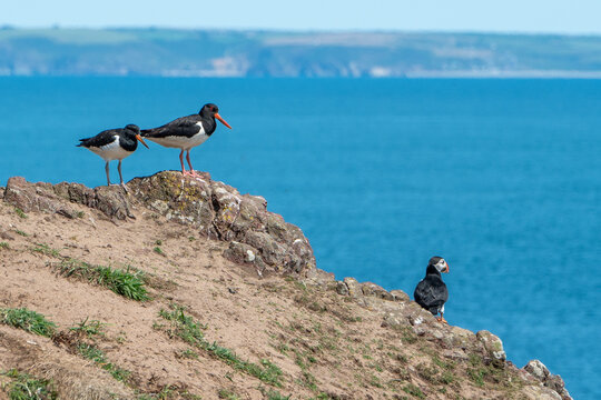 Oystercatchers, haematopus ostralegus, have the higher ground as an Atlantic Puffin, fratercula arctica, looks up