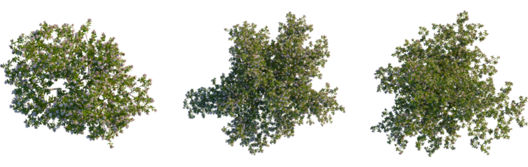 Escallonia x langleyensis apple tree plan, top view, cutout, transparent background, isolate, Three blooming trees overhead provide spring garden landscaping design