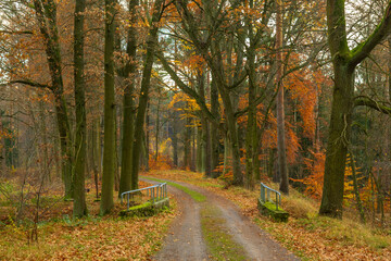 Herbstwald