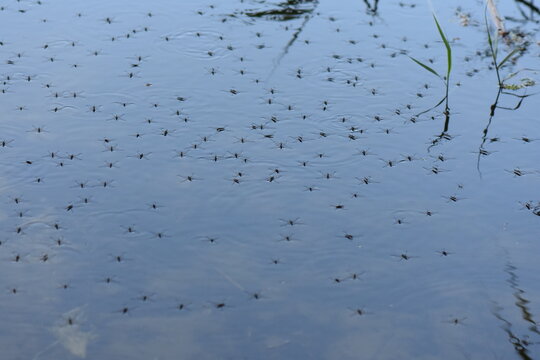 water striders on the surface of the water in the wild near to the reed grass - Powered by Adobe