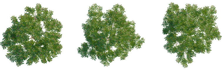 Indigofera heterantha tree plan, top view, cutout, transparent background, isolate, Overhead trees provide green canopy for natural landscape designs