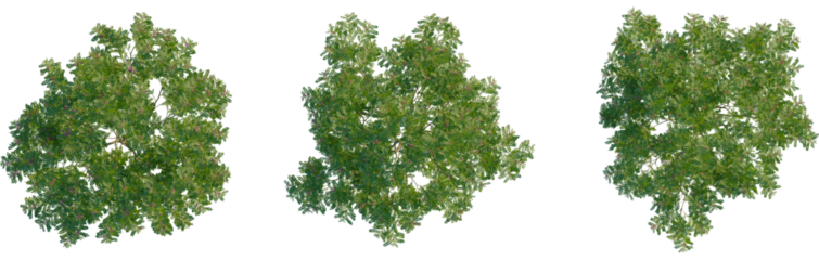 Indigofera heterantha tree plan, top view, cutout, transparent background, isolate, Overhead trees provide green canopy for natural landscape designs