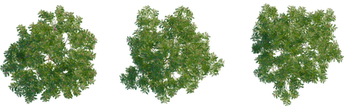 Indigofera heterantha tree plan, top view, cutout, transparent background, isolate, Overhead trees provide green canopy for natural landscape designs