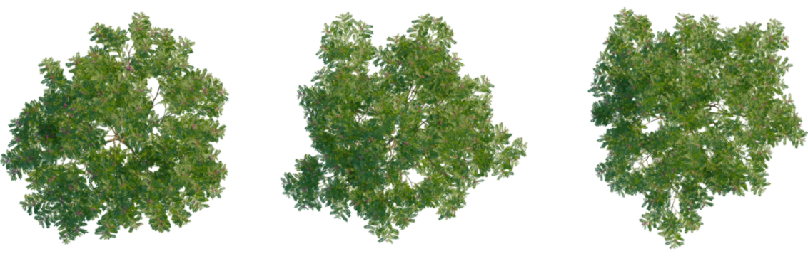 Indigofera heterantha tree plan, top view, cutout, transparent background, isolate, Overhead trees provide green canopy for natural landscape designs