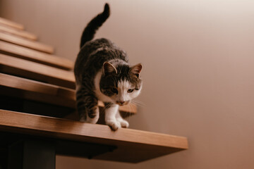 A tabby grey white cat descending modern stairs in a home setting. A domestic feline is walking down the wooden steps, a moment of animal grace and curiosity. Pet lifestyle photography. Active kitty.