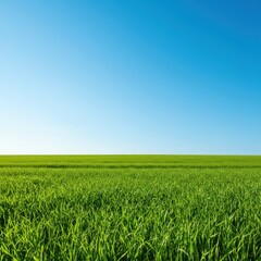 Obraz premium A vast, vibrant green grass field stretches toward the distant horizon under a bright blue sky, suggesting freedom and natural beauty ,growth ,agriculture ,field