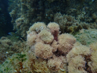 Red algae Jania pumila undersea, Ligurian Sea, Italy, Imperia
