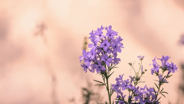 Phloxes in an abstract summer garden setting, ideal for editorial header background