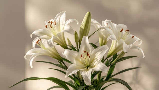 White lilies, symbol of purity and renewal, suitable for floral arrangements