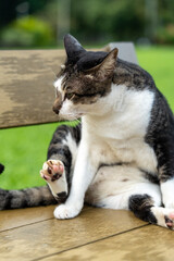 Fototapeta premium Cat on a Bench – Peaceful Moments at Lumpini Park, Bangkok, Thailand, Southeast Asia Travel and Street Photography