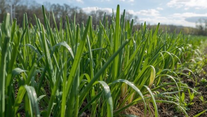 Obraz premium Onion cultivated in the field, beneficial for fiber-rich meals