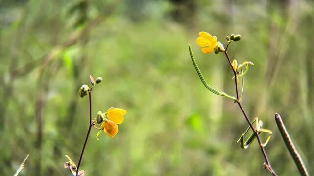Slender stalks with bright yellow blooms in a sunny green field