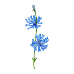 blue chicory flowers, watercolor illustration for textiles, packaging, dishes, and postcards