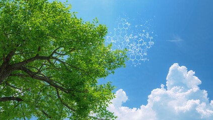 Obraz premium Tree canopy releasing oxygen O2 and carbon dioxide CO2, air quality improvement