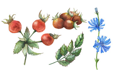 rosehip and chicory, set of illustrations, watercolor drawing for textiles, design, dishes, packaging, and postcards
