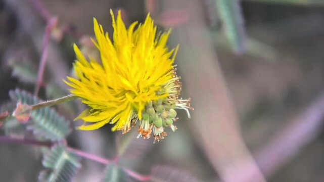 Striking tropical flower with fringe-like petals in golden sunlight.