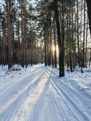 Serene winter scene featuring a snow-covered road winding through a tall pine forest on a bright, sunny day