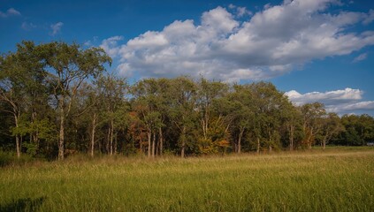 Fototapeta premium Meadow with Trees and a Clear Blue Sky, seasonal change