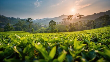 Tea plantations in Ceylon, agricultural landscapes, fiber-dense choice