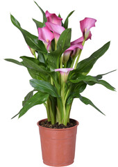 Zantedeschia, Calla, Pink, houseplant, bulbs, Flowering
