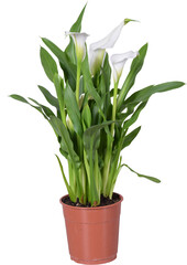 Zantedeschia, Calla, white houseplant, bulbs, Flowering